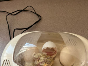 Kindergarten chicks